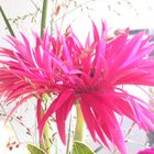 Gefiederte Gerbera in pink