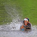 Gefiederte Schönheit beim Baden