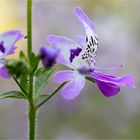 Gefiederte Spaltblume (Schizanthus pinnatus).