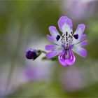 Gefiederte Spaltblume (Schizanthus pinnatus)........