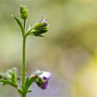 Gefiederte Spaltblume (Schizanthus pinnatus)...