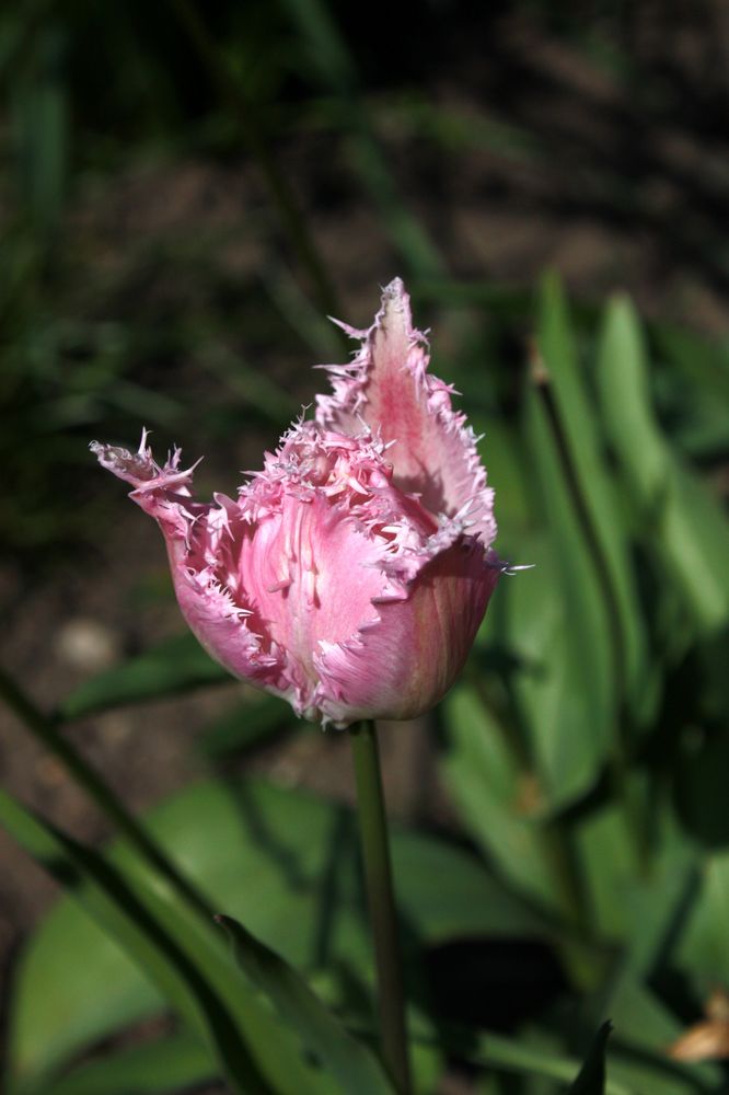 gefiederte Tulpen sind eine Augenweide