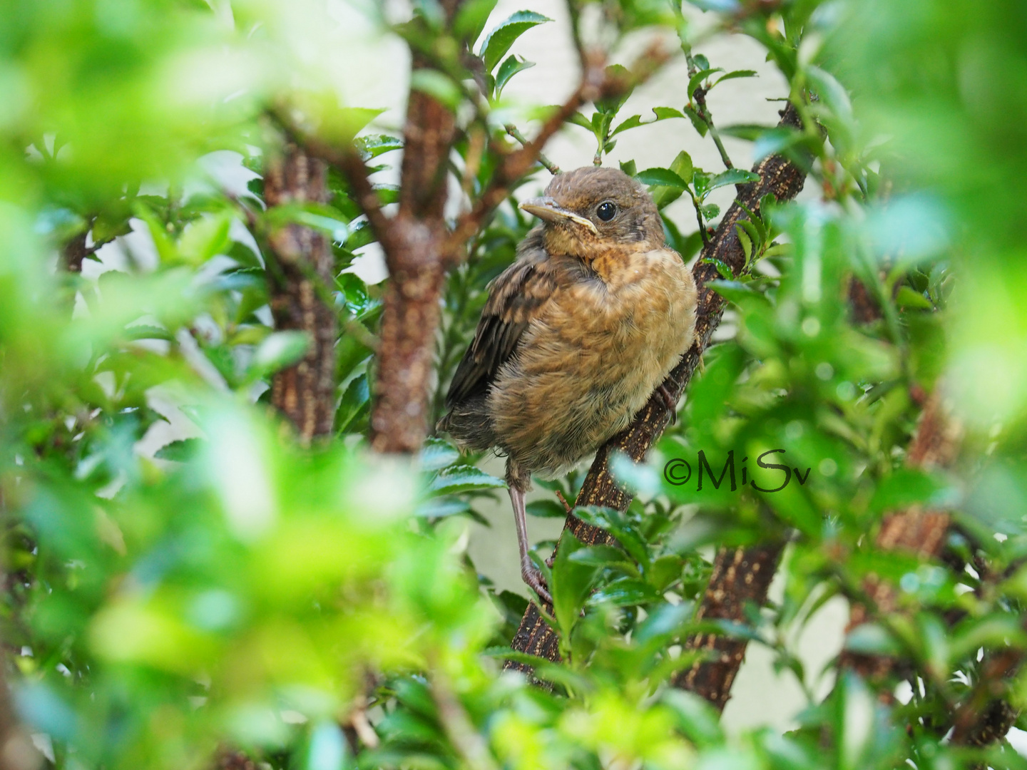 Gefiederter Besuch