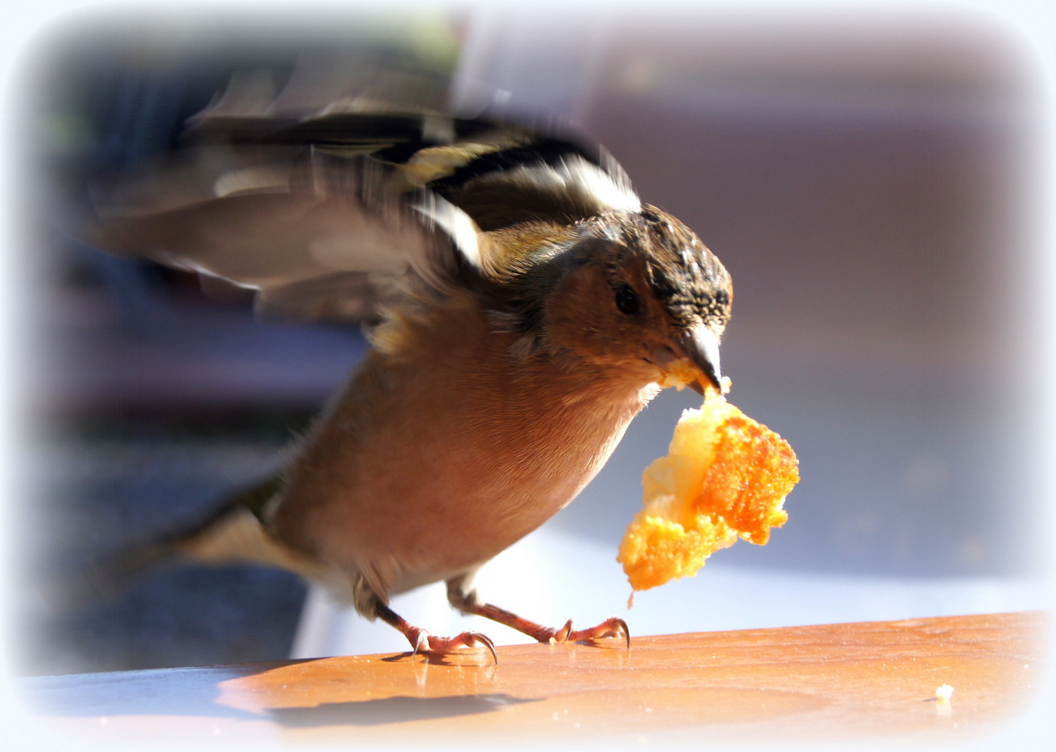 gefiederter Cafe-Gast...