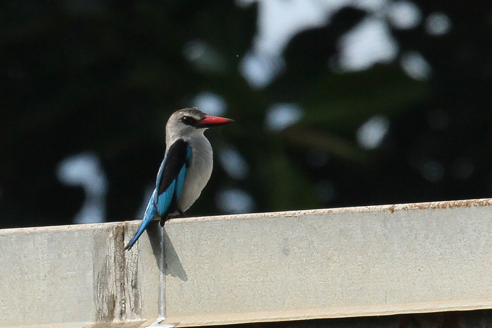 Gefiederter Freund ( 13 ) , Woodland Kingfisher