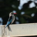 Gefiederter Freund ( 13 ) , Woodland Kingfisher