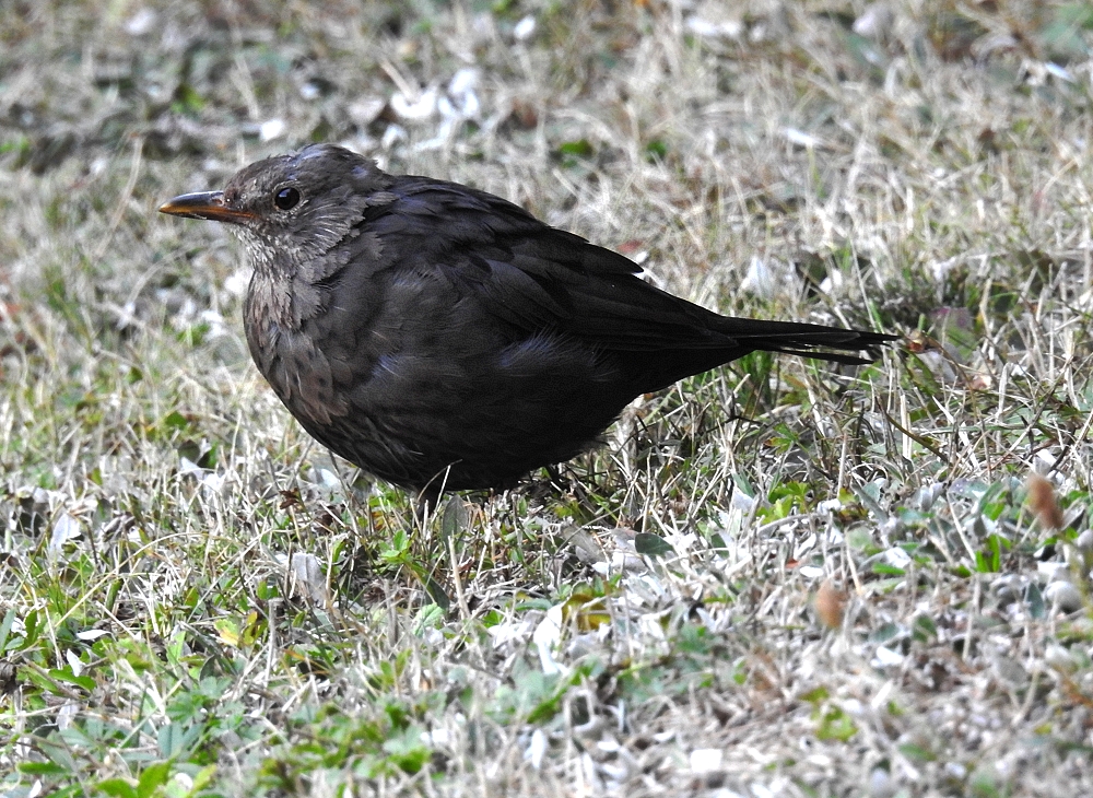 Gefiederter Gast am Bungalow