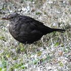 Gefiederter Gast am Bungalow