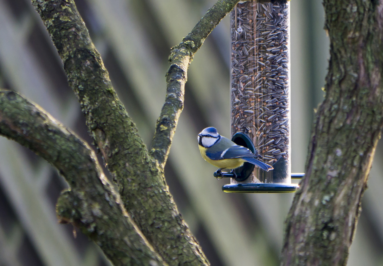 Gefiederter Gast im Garten