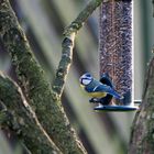 Gefiederter Gast im Garten