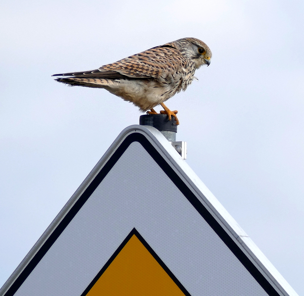 Gefiederter Verkehrsüberwacher