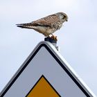 Gefiederter Verkehrsüberwacher