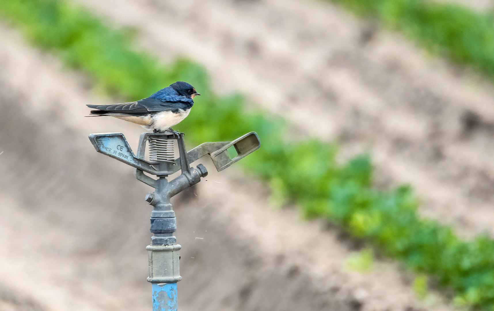 "GEFIEDERTER WASSERWÄCHTER"