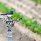 "GEFIEDERTER WASSERWÄCHTER"