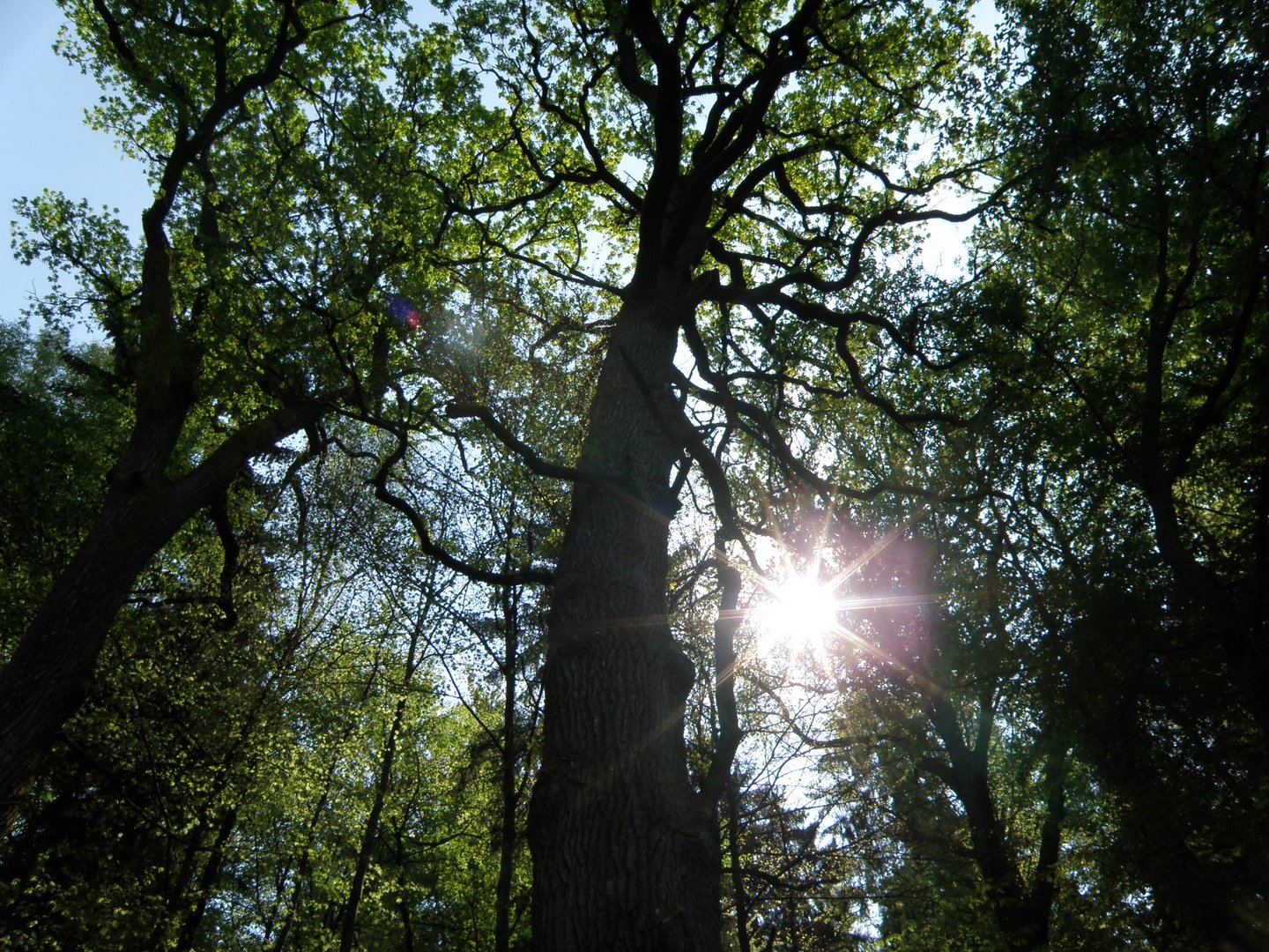 Gefilterte Sonne