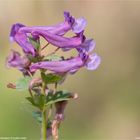 Gefingerter Lerchensporn (Corydalis solida) .