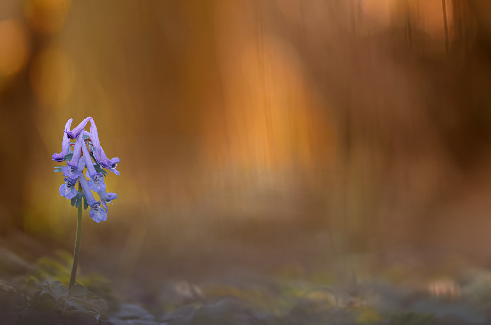 Gefingerter Lerchensporn (Corydalis solida)