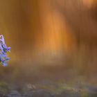 Gefingerter Lerchensporn (Corydalis solida)