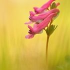 Gefingerter Lerchensporn (Corydalis solida)