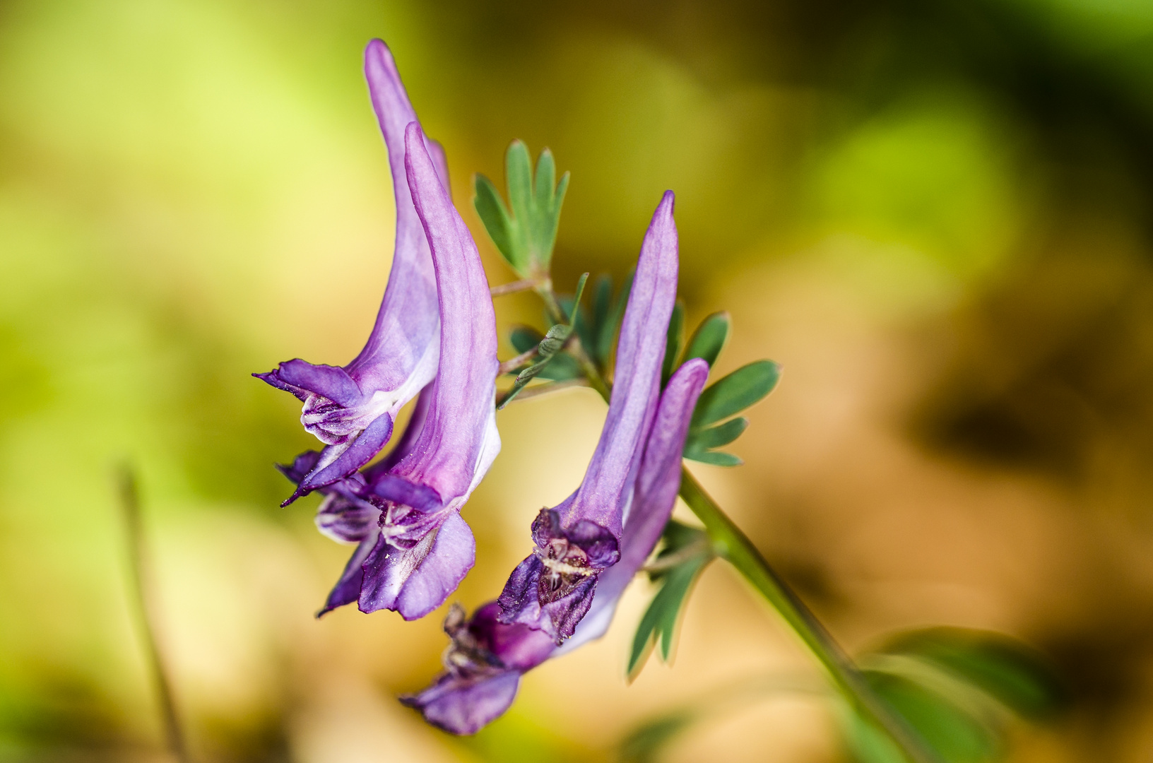 Gefingerter Lerchensporn (Corydalis solida)