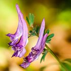 Gefingerter Lerchensporn (Corydalis solida)