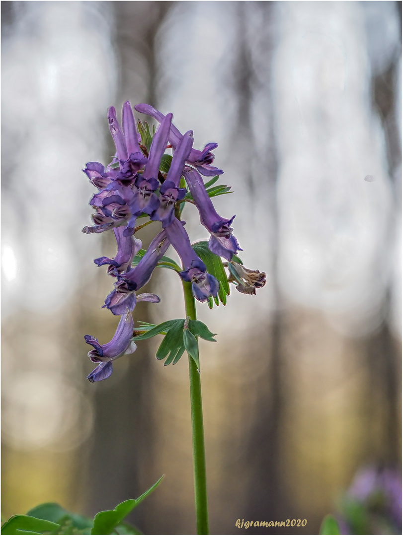 gefingerter lerchensporn (corydalis solida) .....