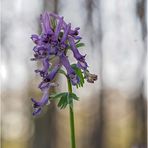 gefingerter lerchensporn (corydalis solida) .....