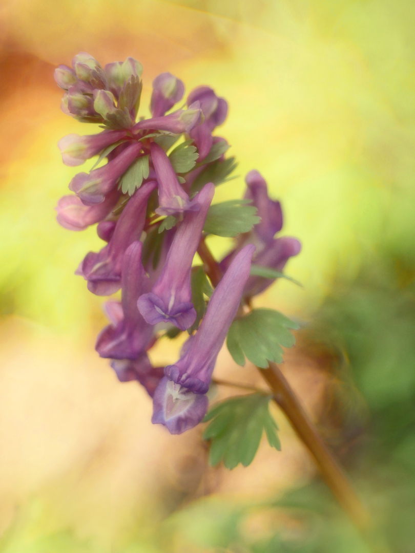 Gefingerter Lerchensporn (Corydalis solida)