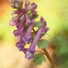 Gefingerter Lerchensporn (Corydalis solida)