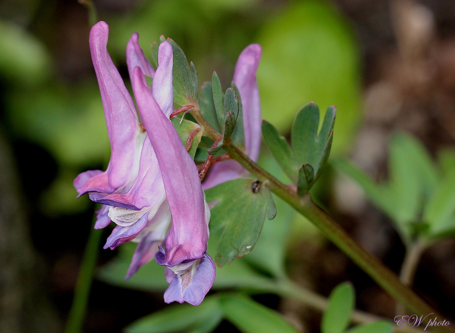 Gefingerter Lerchensporn ( Corydalis solida )