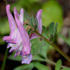 Gefingerter Lerchensporn ( Corydalis solida )