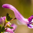 Gefingerter Lerchensporn (Corydalis solida)