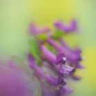 Gefingerter Lerchensporn, (Corydalis solida)