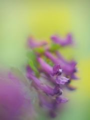 Gefingerter Lerchensporn, (Corydalis solida)