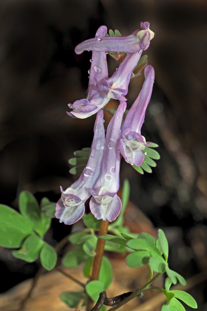 Gefingerter Lerchensporn (Corydalis solida)