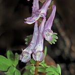 Gefingerter Lerchensporn (Corydalis solida)