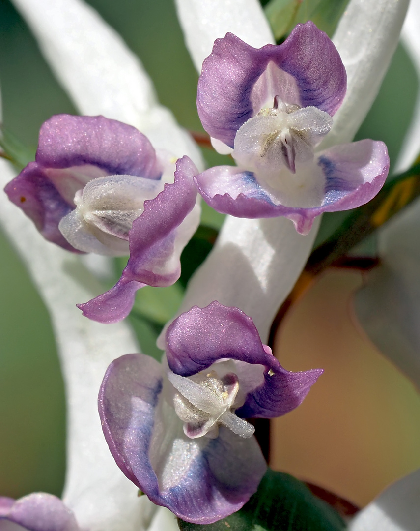 Gefingerter Lerchensporn (Corydalis solida), Blütendetail! 