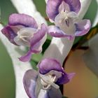 Gefingerter Lerchensporn (Corydalis solida), Blütendetail! 