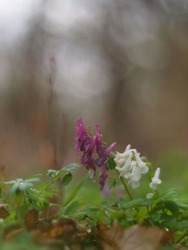 Gefingerter Lerchensporn (Corydalis solida)