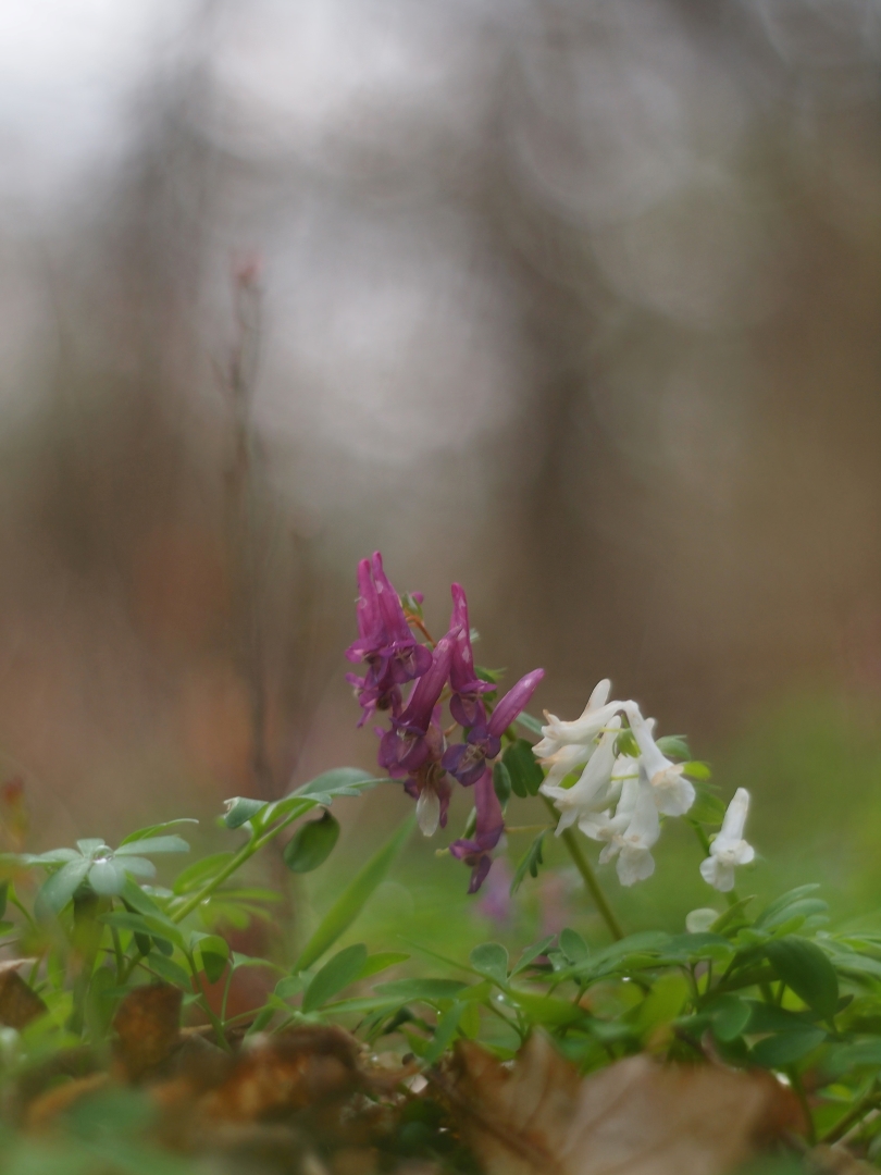 Gefingerter Lerchensporn (Corydalis solida)