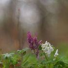 Gefingerter Lerchensporn (Corydalis solida)