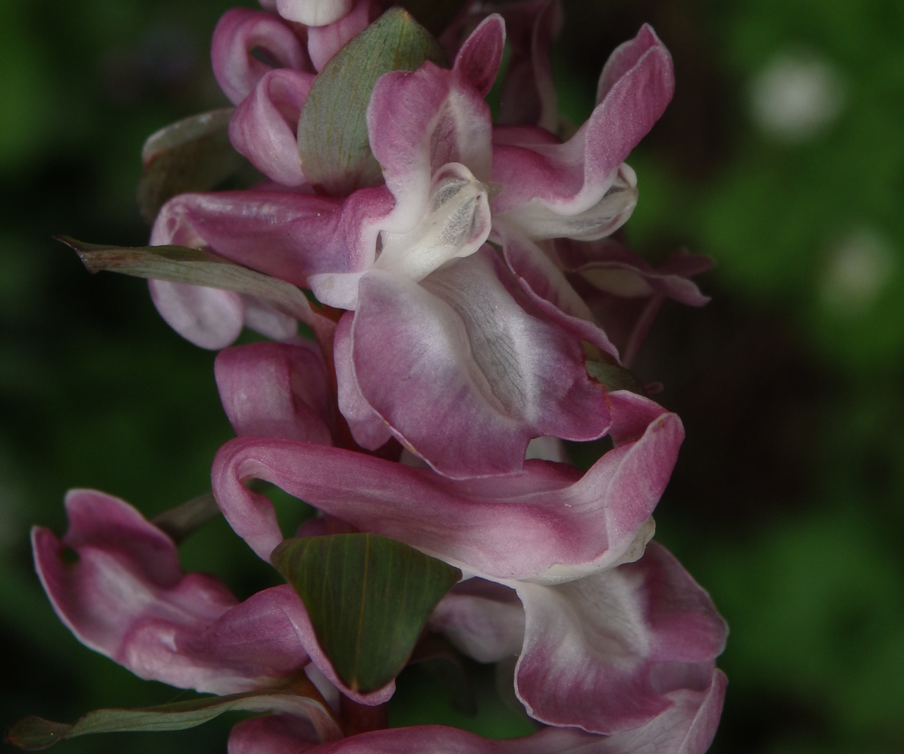 Gefingerter Lerchensporn (Corydalis solida, Syn. Corydalis bulbosa)