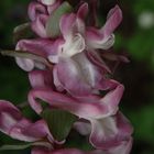 Gefingerter Lerchensporn (Corydalis solida, Syn. Corydalis bulbosa)