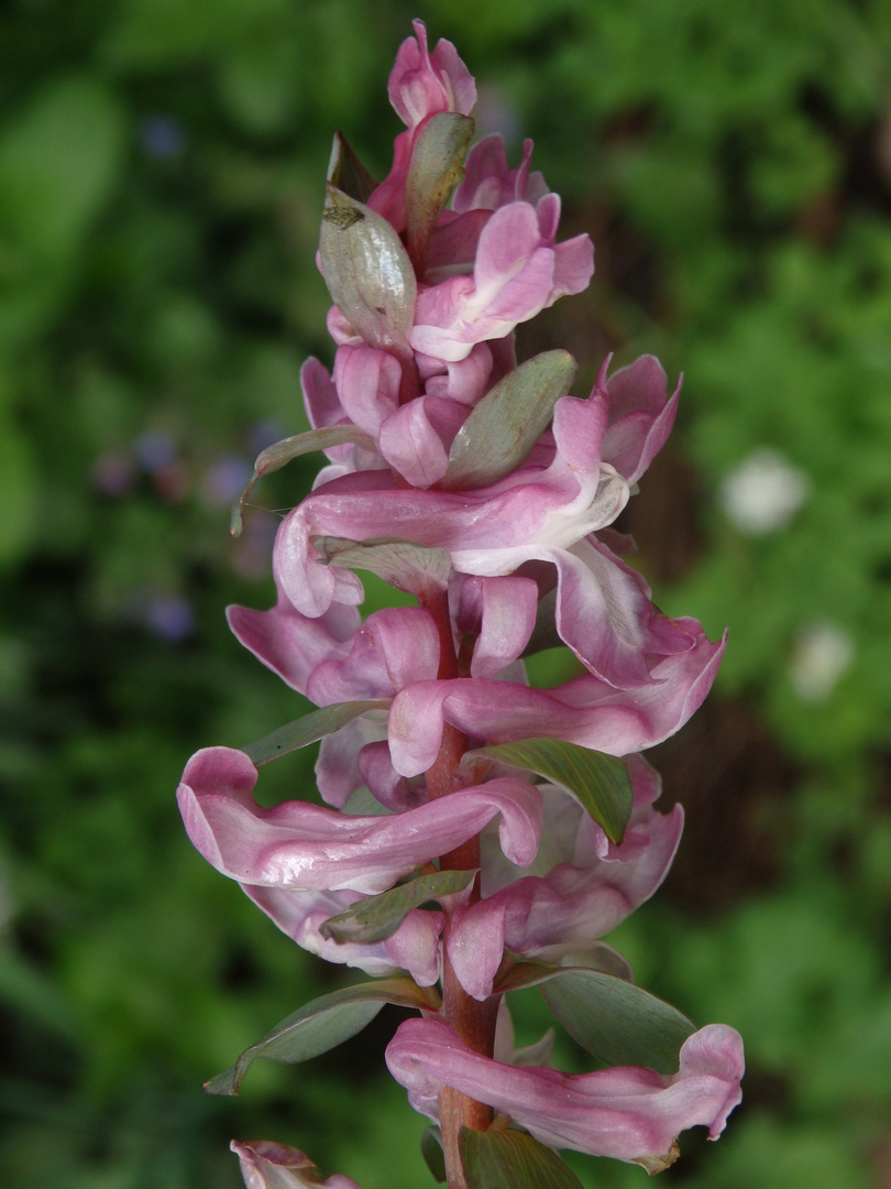 Gefingerter Lerchensporn (Corydalis solida, Syn. Corydalis bulbosa)