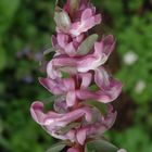 Gefingerter Lerchensporn (Corydalis solida, Syn. Corydalis bulbosa)