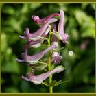 Gefingerter Lerchensporn  (Corydalis solida, Syn. Corydalis bulbosa)