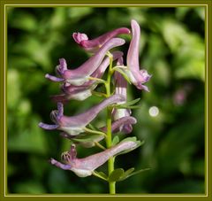 Gefingerter Lerchensporn  (Corydalis solida, Syn. Corydalis bulbosa)