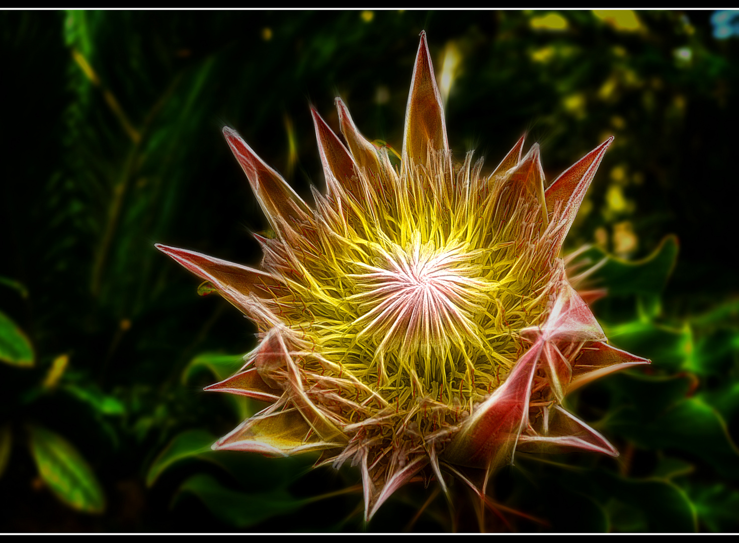 Geflammte Königs Protea