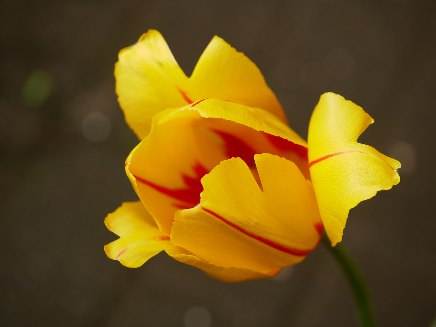 Geflammte Tulpe