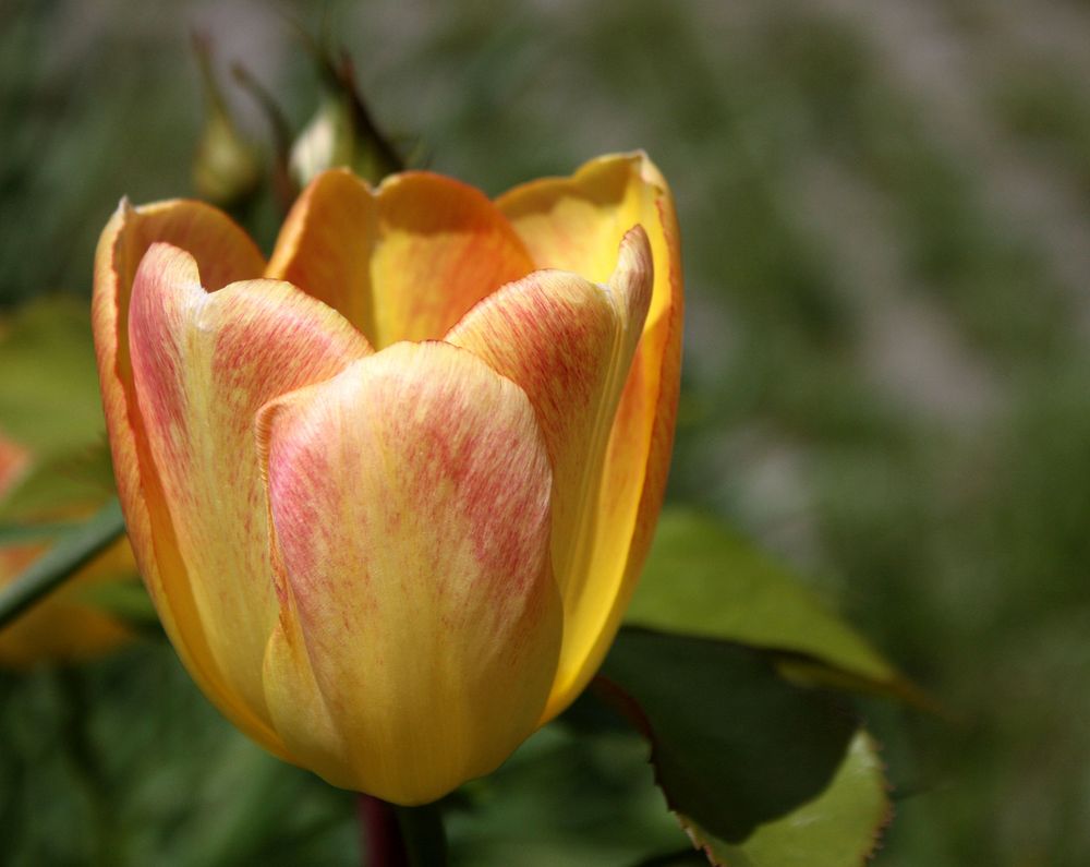 geflammte Tulpe